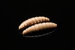 Libra Lures, Larva- Multi Cheese 125, 5x25mm,Pellet 035