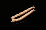 Libra Lures Slight Worm 38mm Cheese , Pellet 035